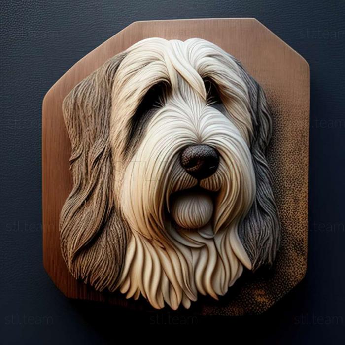 Bearded Collie dog