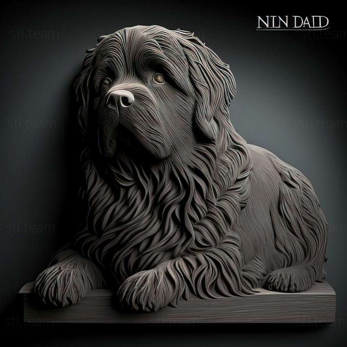 Newfoundland dog breed dog