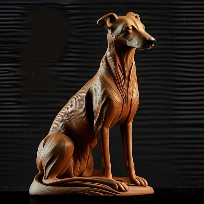 Russian Greyhound dog