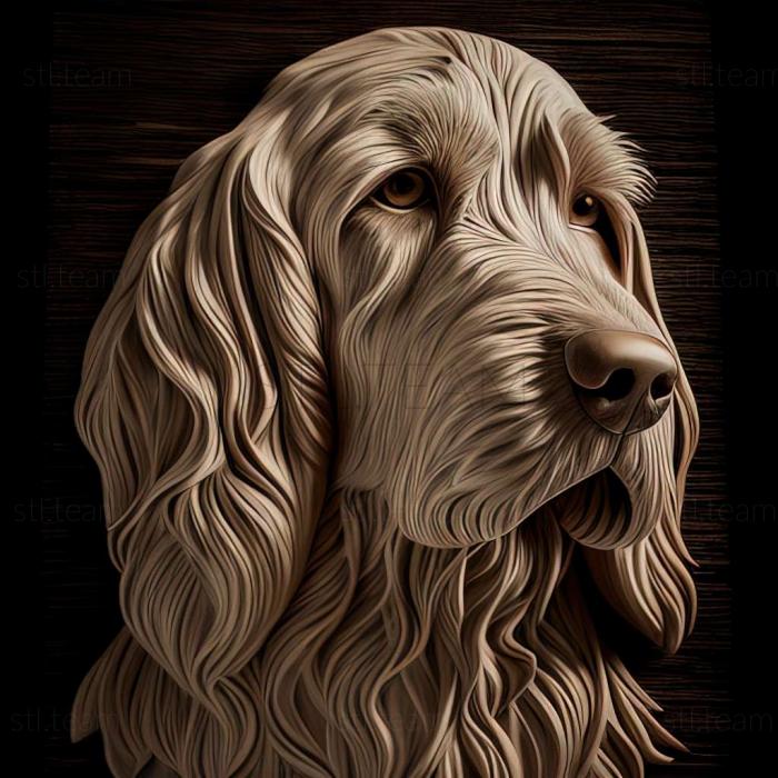 Animals Italian spinone dog