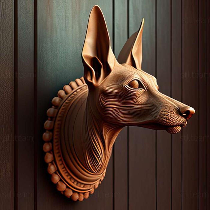 Animals Xoloitzcuintli dog