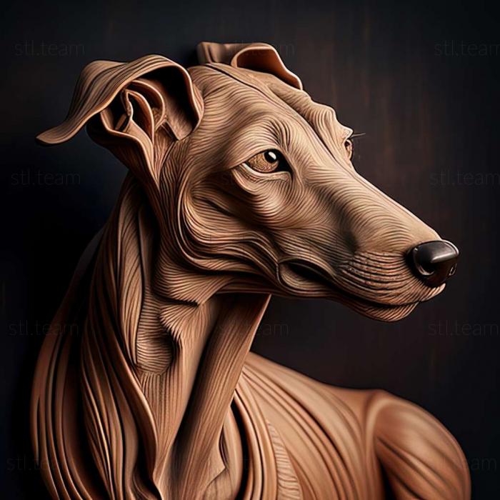 Animals Hungarian Greyhound dog