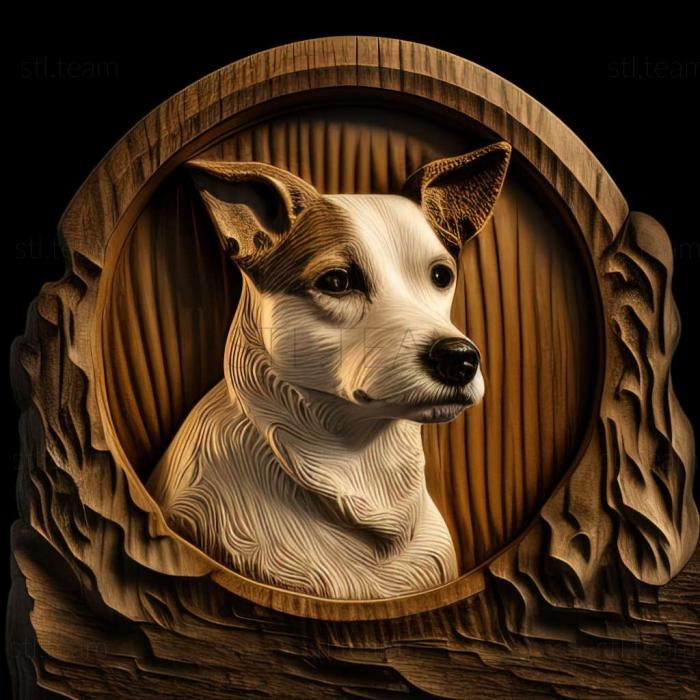 Tenterfield Terrier dog