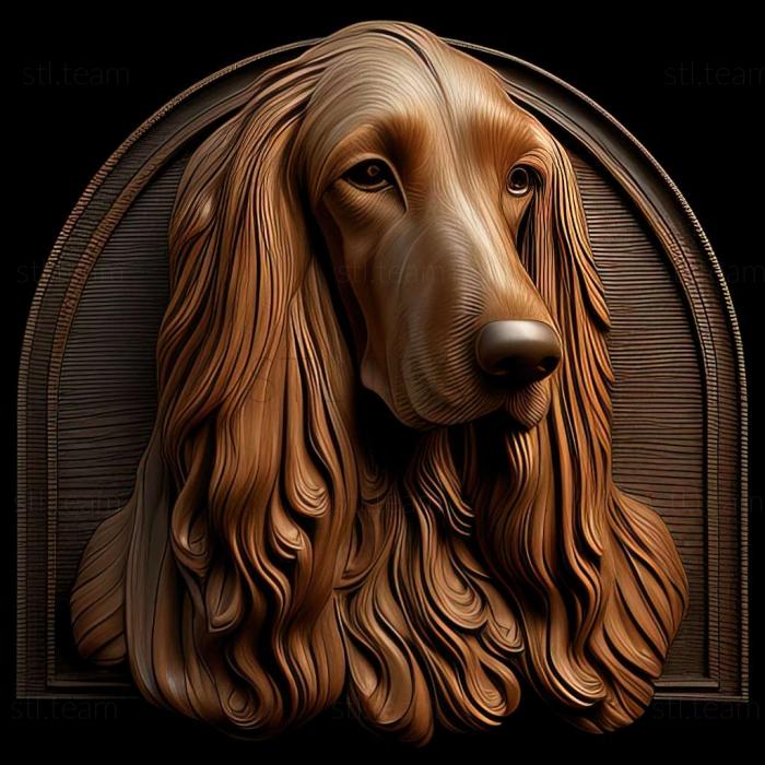 The Afghan Hound dog