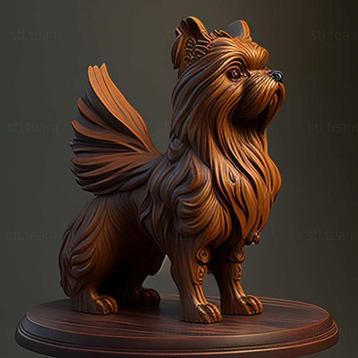 Belgian Griffon dog