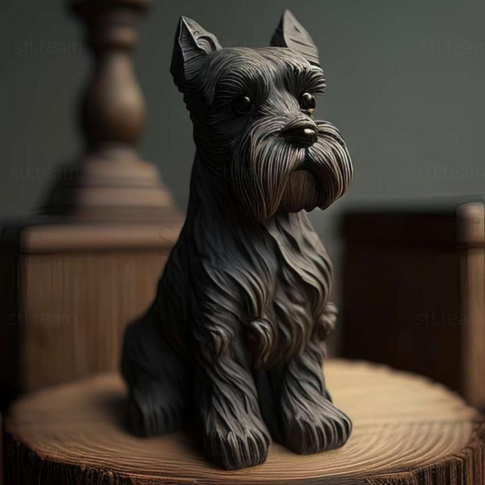 Zwergschnauzer dog