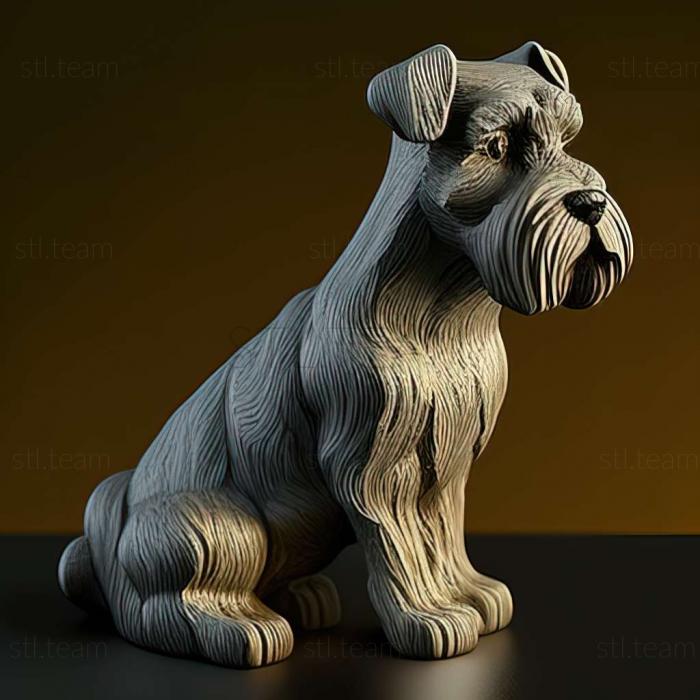 Animals Zwergschnauzer dog