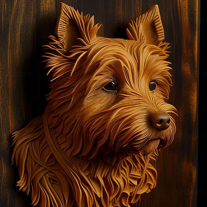 Animals Australian Terrier dog