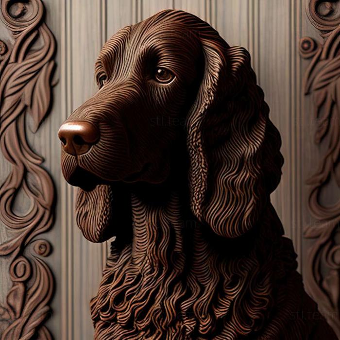 Animals Irish Water Spaniel dog