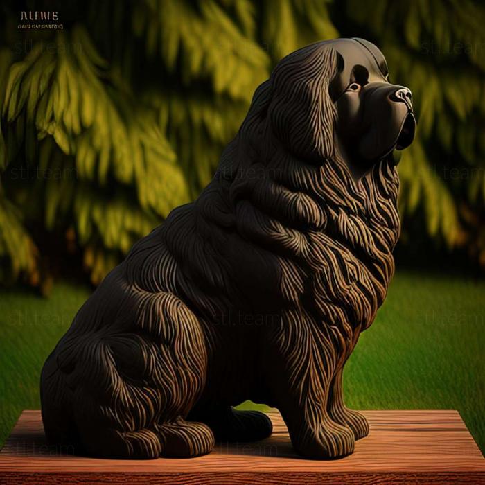 Animals Newfoundland dog breed dog