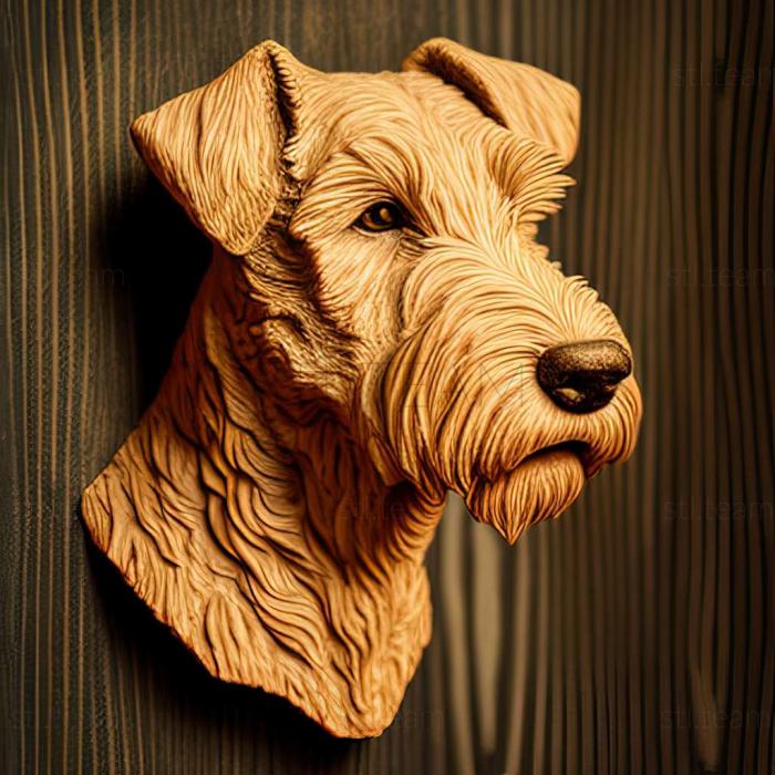 Lakeland Terrier dog