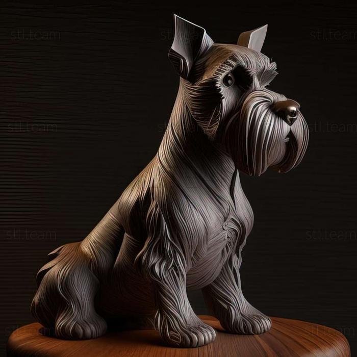 Animals Zwergschnauzer dog