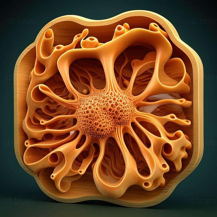 3D модель Octococcus salsolicola (STL)