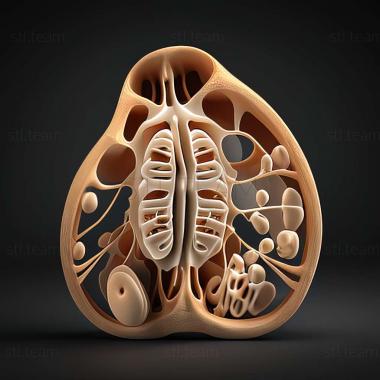 3D модель Phytoliriomyza alpicola (STL)