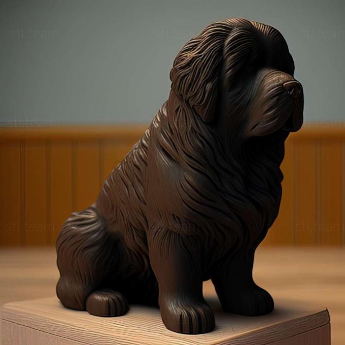 Newfoundland dog breed dog