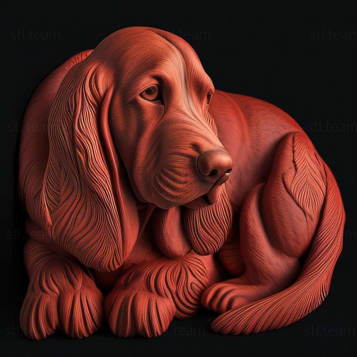 Red Breton Basset dog