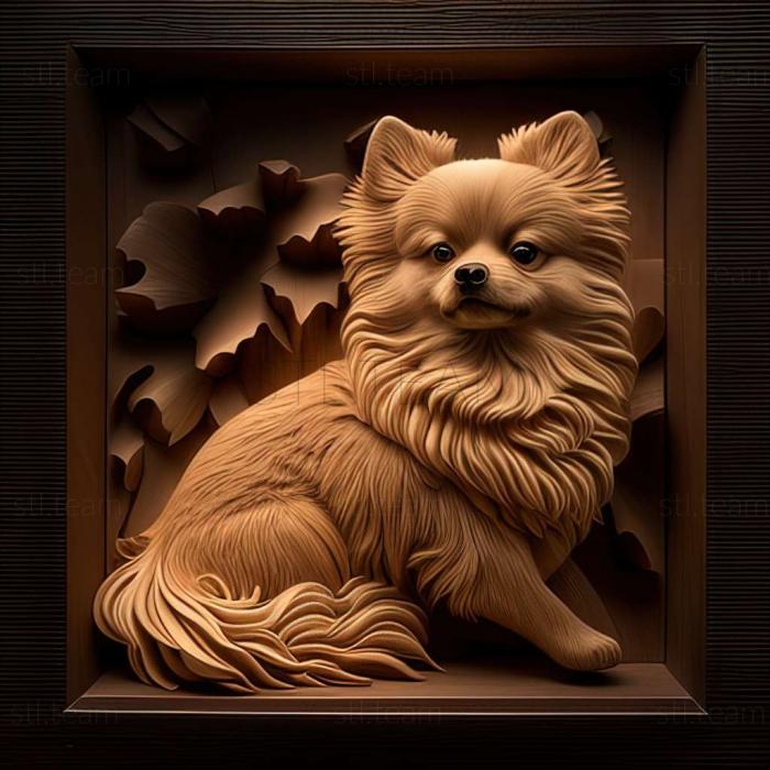 Animals Japanese Pomeranian dog