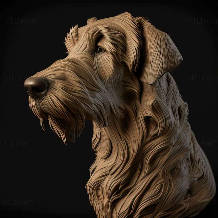 Irish Wolfhound dog