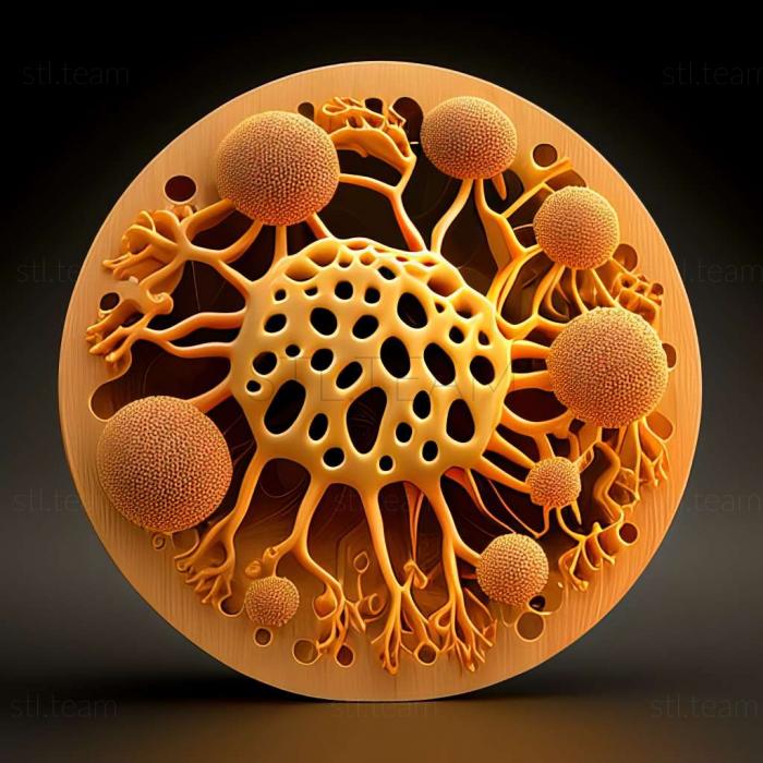 3D модель Dicranococcus apiensis (STL)