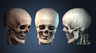 3D модель BUSTH_6446 (STL)