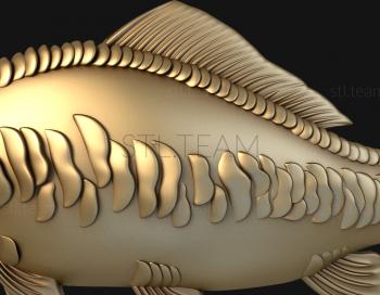 3D model Mirror carp (STL)