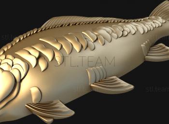 3D model Mirror carp (STL)