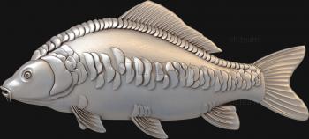 3D model Mirror carp (STL)