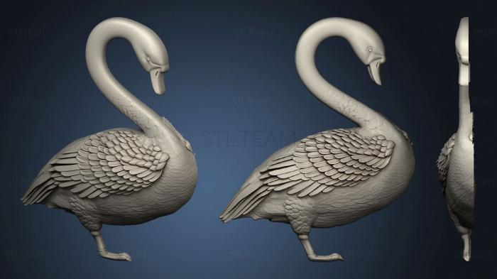 Животные Swan