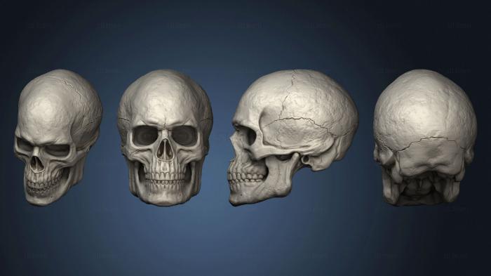 Male Skull 23