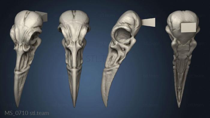 3D model gull skull (STL)