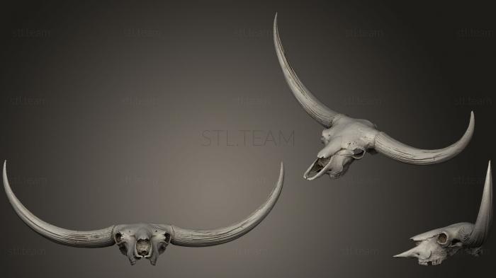 Маски и морды животных Bison Latifrons Skull