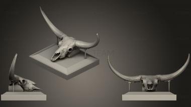 3D model Bison Latifrons Skulls (STL)