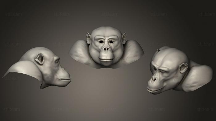 Маски и морды животных Голова шимпанзе WIP 2