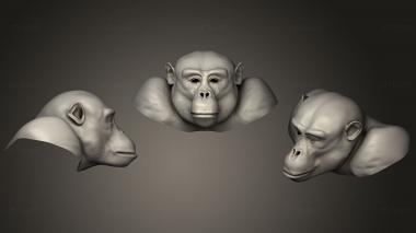 3D model Chimpanzee head WIP 2 (STL)