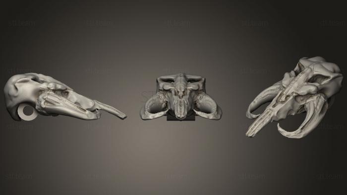 3D model Mandalorian Mythosaur Skull (STL)