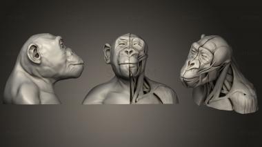 3D model The Anatomy of the Bonobo (STL)