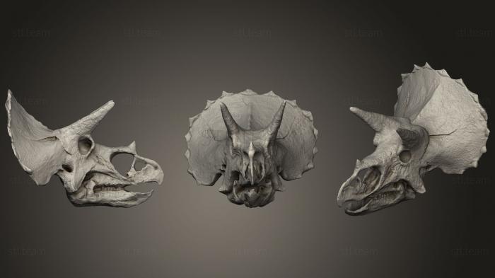 3D модель Череп трицератопса в Колорадо, США (STL)