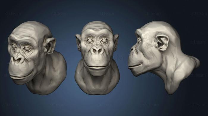 3D модель Шимпанзе (STL)