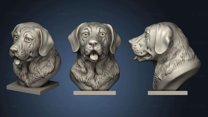 3D model Labrador bust (STL)