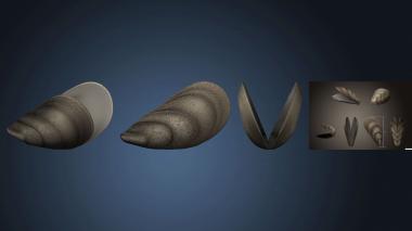 3D model Open mussel shell (STL)