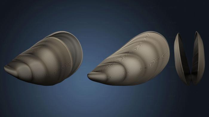 3D model Mussel shell open version1 (STL)