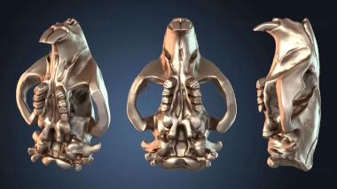 3D model Beaver Skull Daring (STL)