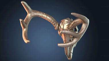 3D model Deer Skulls (STL)