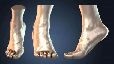 3D model Feet foot (STL)
