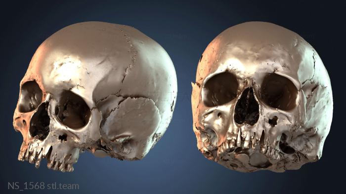 Нестандарт Human Skull