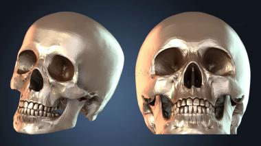 3D модель NESTANDART_2628 (STL)