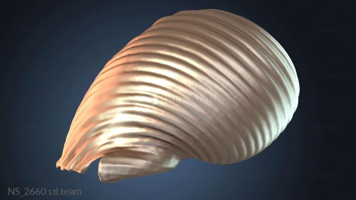 Ракушка Морская ракушка Конч