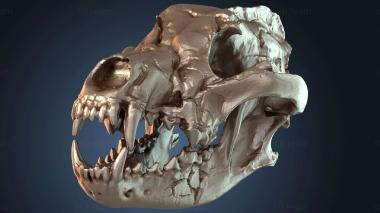 3D модель Волчий Череп Дикаря (STL)