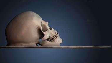 3D модель NESTANDART_3510 (STL)