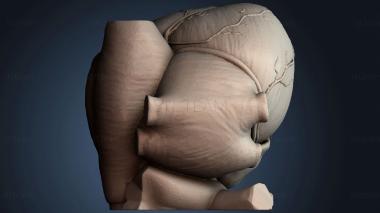 3D model Heart Anatomy Model (STL)